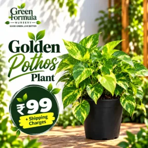 Glden Pothos Plant