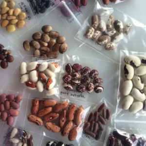 Seeds