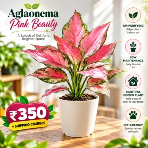 Aglaonema Pink Beauty