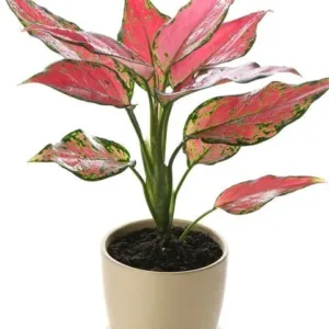 Aglaonema Pink Beauty