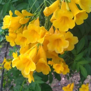 Tecoma Yellow