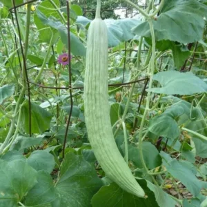 Armenian Cucumber