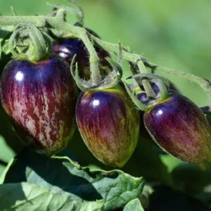 Atomic Grape Tomato