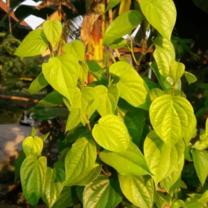 Betel Plant