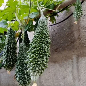 Bitter Gourd