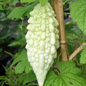 Bitter Gourd