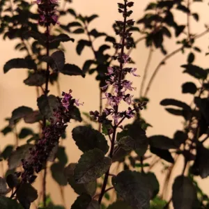 Black Tulasi
