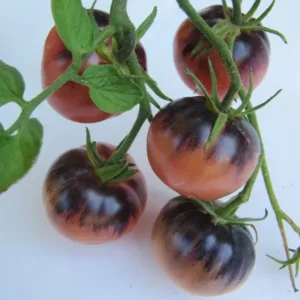 Black Vernissage Tomato