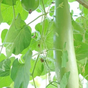 Bottle Gourd Long