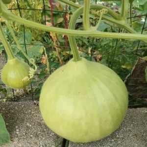 Bottle Gourd
