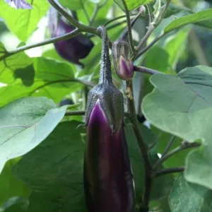 Brinjal Purple