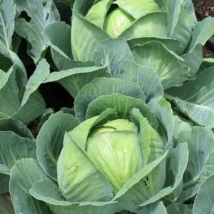 Cabbage