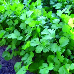 Coriander