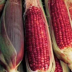 Red Corn