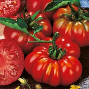 Costoluto Fiorentino Tomato