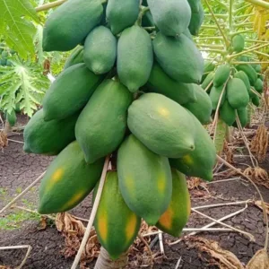Country Papaya