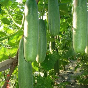 Cucumber