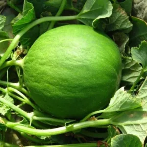 Cucumber – Round