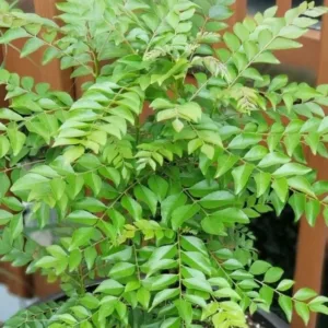 Curry Leaf Plant