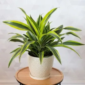 Dracaena Limelight