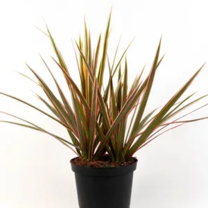 Dracaena Red