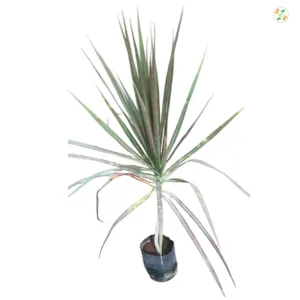 Dracaena marginata