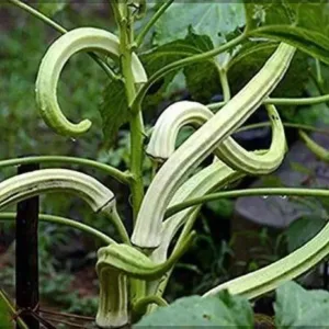 Elephant Tusk Okra
