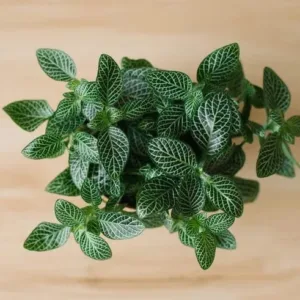 Fittonia (Nerve Plant)