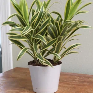 Song of India (Variegated)