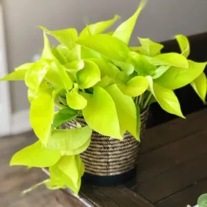 Golden Money Plant