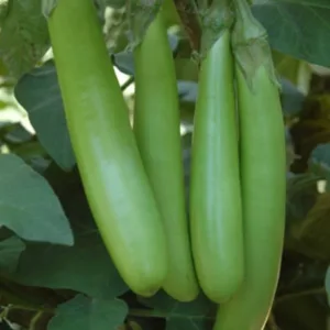 Green Long Brinjal