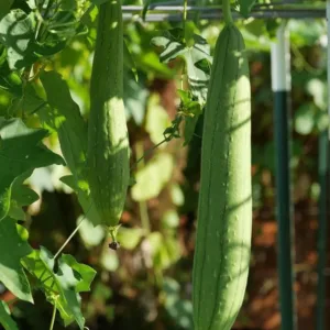 Ivy Gourd (Long Variety)