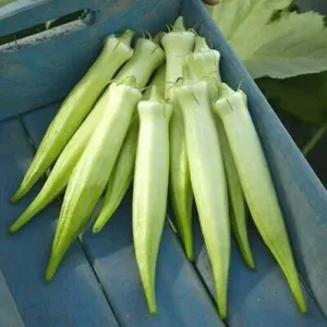 Ladies Finger – White