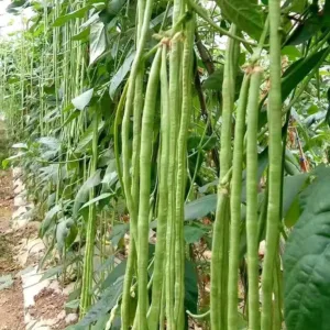 Long Bean – Green