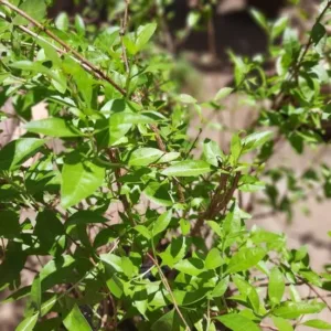 Maruthani (Henna Plant)
