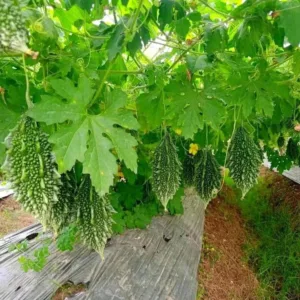 Mini Bitter Gourd