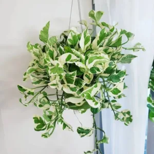 Variegated Money Plant