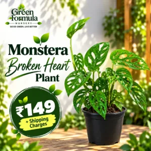 Monstera