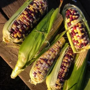 Multicolored Corn