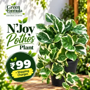 Njoy Pothos