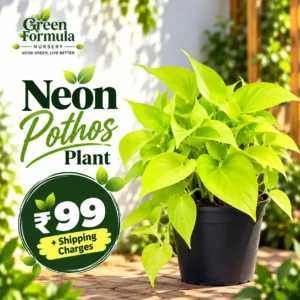 Neon Pothos (Money Plant)