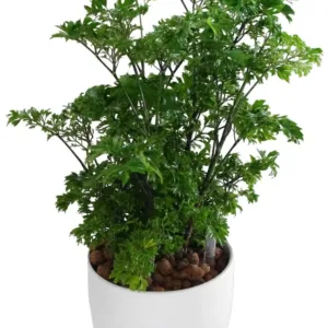 Parsley Aralia (Polyscias fruticosa)