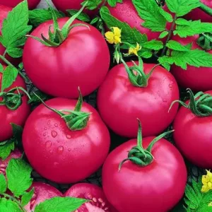 Pink Apple Tomato