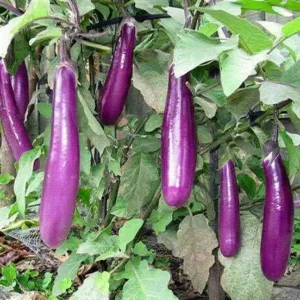 Purple Brinjal Long