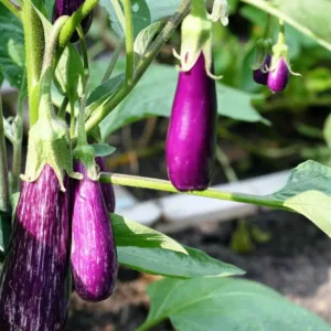 Purple Line Brinjal