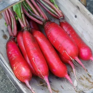 Radish Red