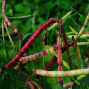 Red Cow Peas