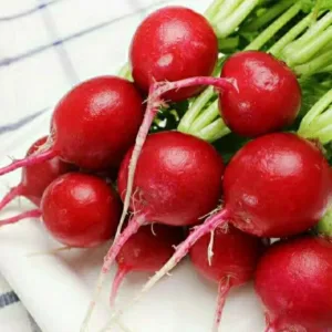 Red Radish – Round