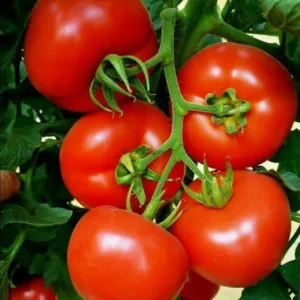Red Vine Tomato
