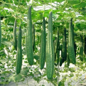 Ridge Gourd